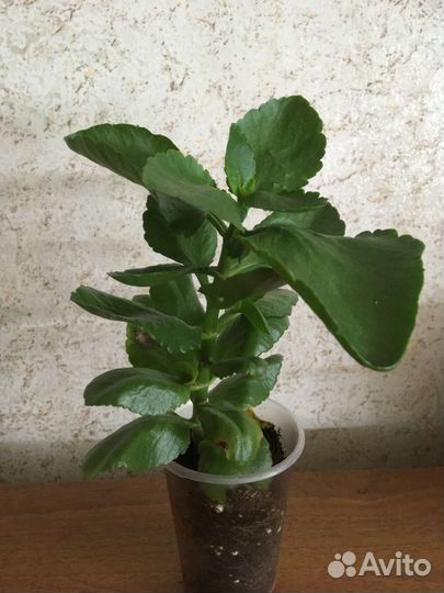 Цветы комнатные