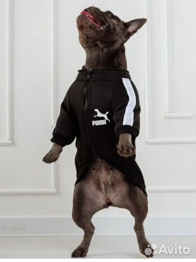 Кофта для собак и кошек