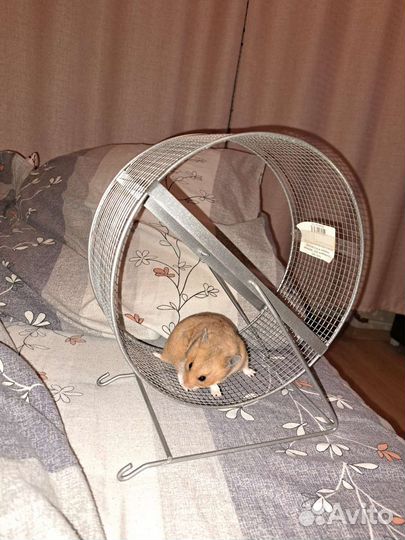 Колесо для грызунов d 25