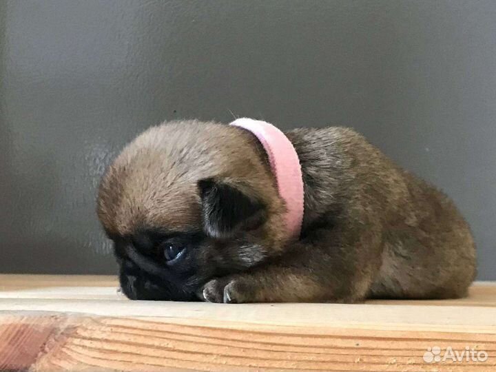 Мопсодетишки