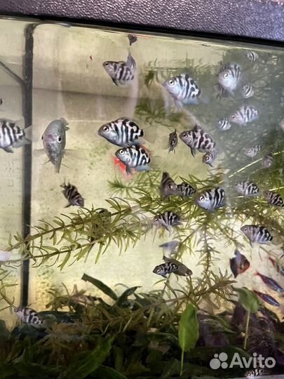 Аквариумные рыбки цихлиды