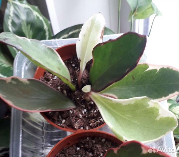 Пеперомии 4 вида