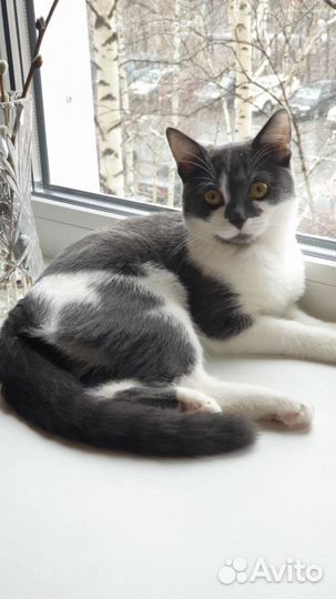 Кошка 4 года