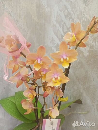 Орхидея Парфюмерная фабрика Сеншен отцвела