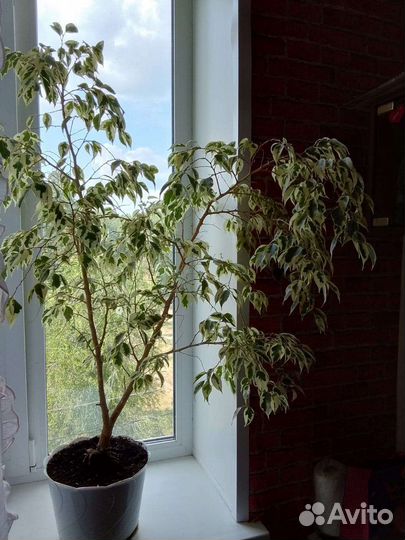 Фикус бенджамина