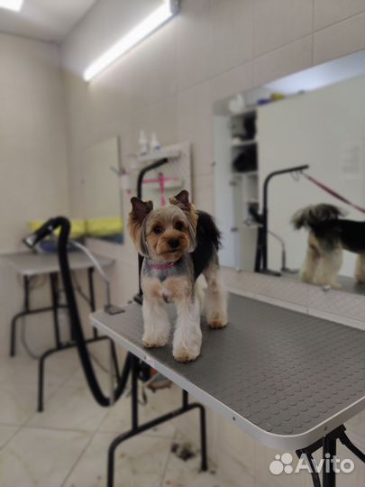 Стрижка Йорка бесплатно