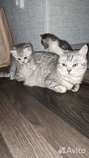 Кошки