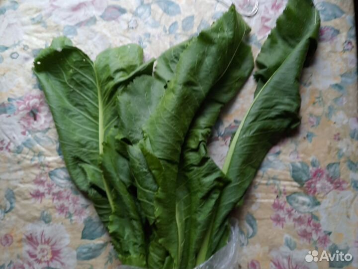 Листья хрена 5 шт свежесорванные