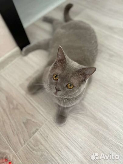 Кот в добрые руки