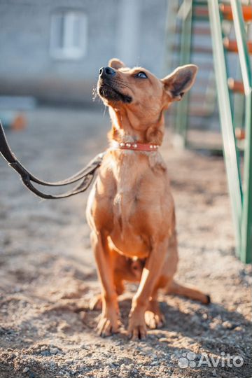 Ищет дом не большой пёсик Гаррик