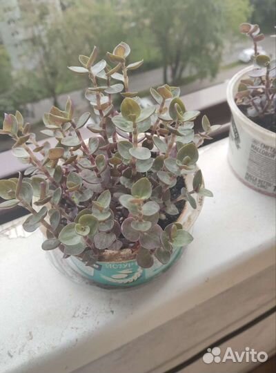 Алоэ Вера,Алоэ древовидное,Каланхоэ «Дегремона»