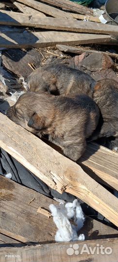 Отдам щенков