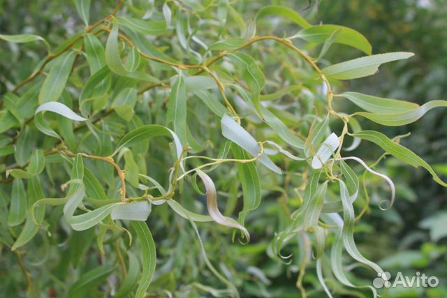 Ива Извилистая Свердловская