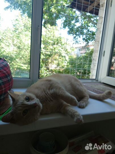 Милый рыжик