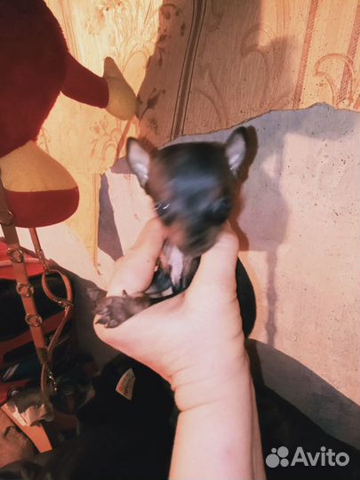 Карманные собачки