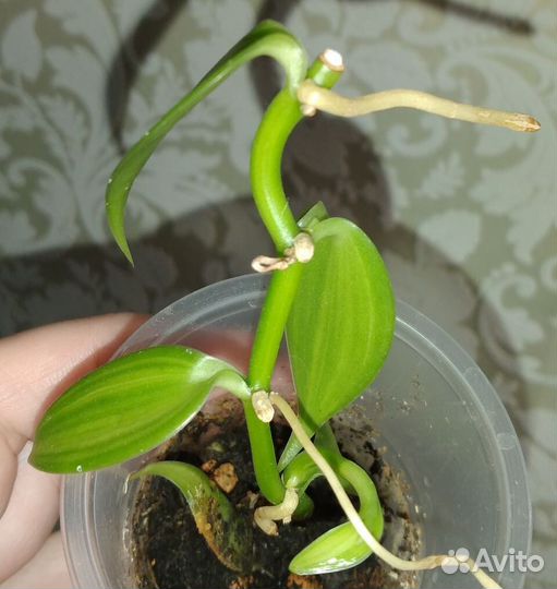 Цветы разные, комнатные