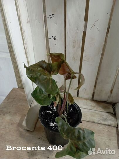 Комнатные цветы растение Сингониум Брокант