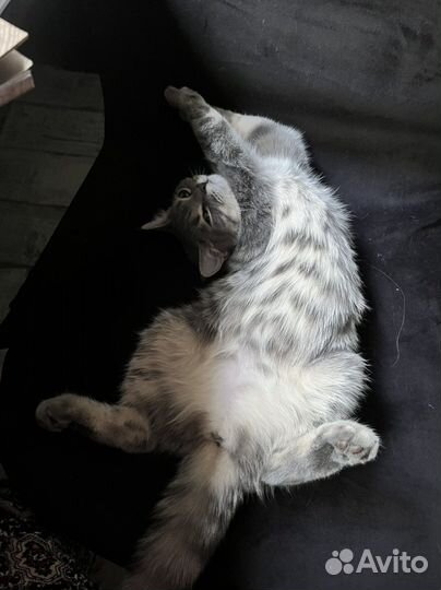 Шотландская кошка