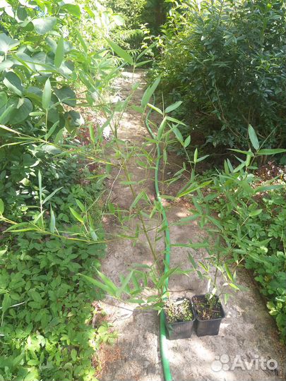 Бамбук Phyllostachys humilis
