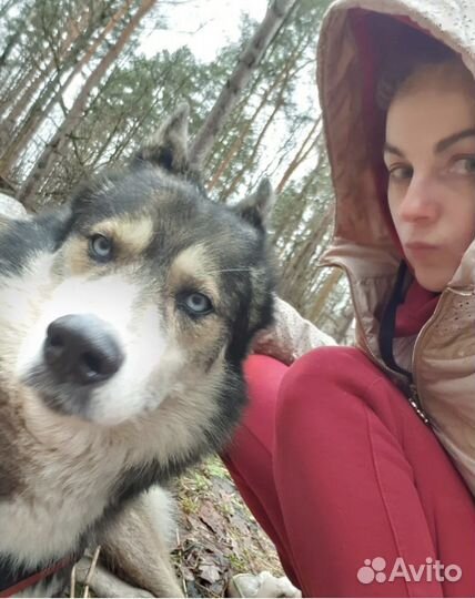 Передержка собак в домашних условиях