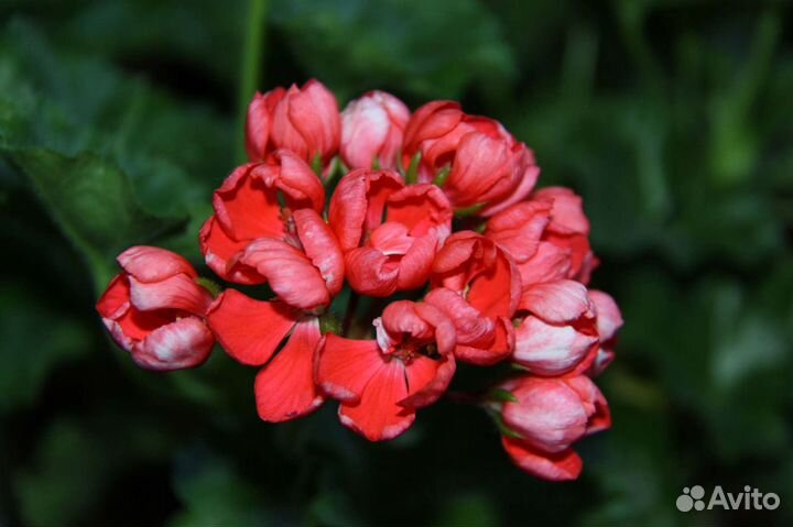 Герань пеларгония тюльпановидная