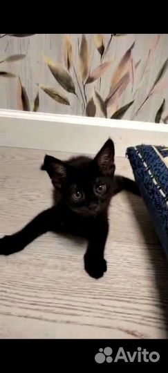 Котенок Чаузи девочка блэкгризли окраса