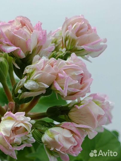 Пеларгония герань Ю-Царская Невеста