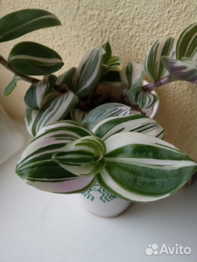 Комнатные цветы