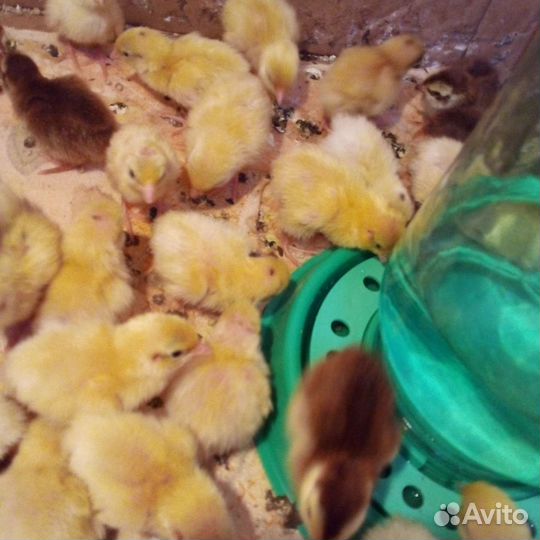 Селадоны. Перепела. Техасцы