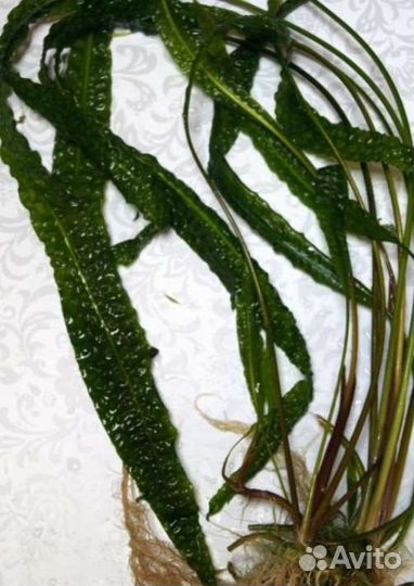 Растения криптокарина и улитки Хелены