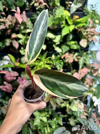 Строманта триколор