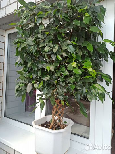 Фикус Бенджамина плетеный