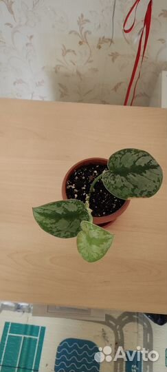 Сциндапсус треби