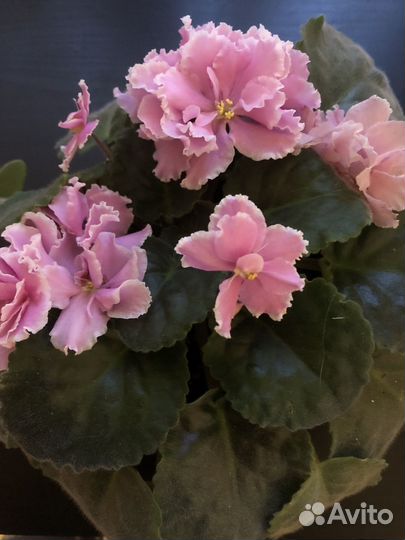 Обменяю взрослые цветущие фиалки