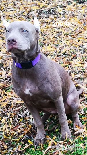 Щенки прайтера