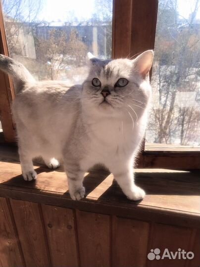 Британский кот вязка