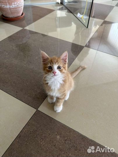 Рыжий котенок
