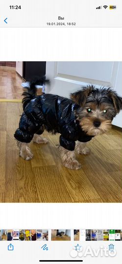 Куртка для собак