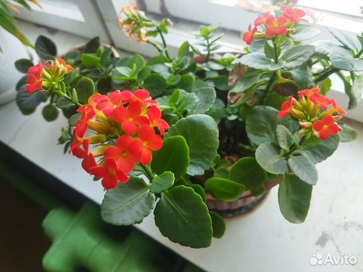 Каланхое цветущее