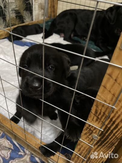 Лабродоры щенки