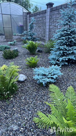 Ель пендула