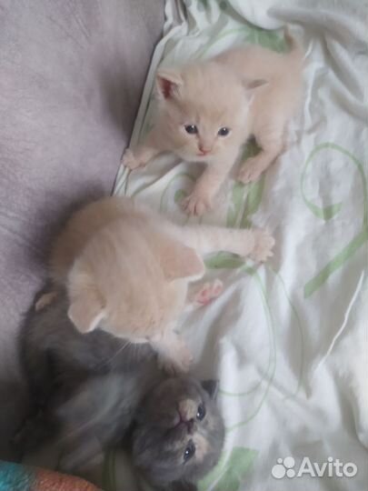 Шотландская