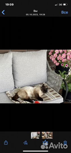 Сиамский котик