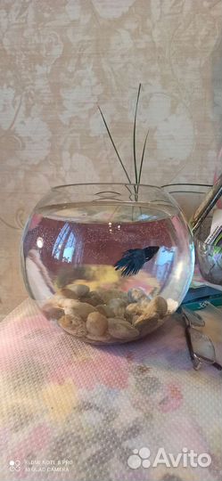 Аквариум круглый, объем 5 литров