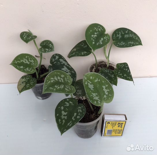 Сциндапсус пиктус аргиреус комнатные