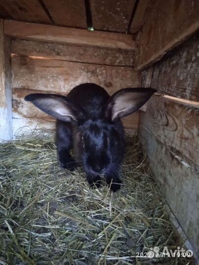 Продажа кроликов