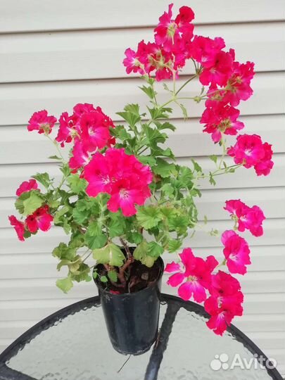 Пеларгония герань