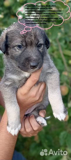 Щенки лайки