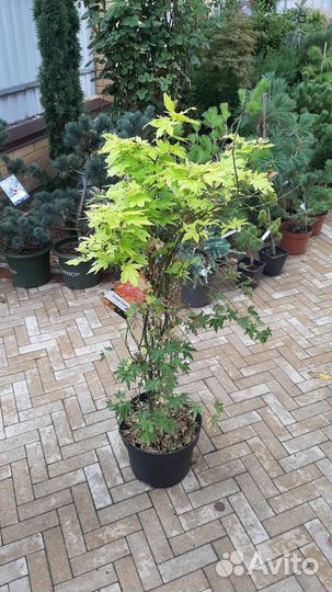 Клен веерный оранж дрим, японский и другие