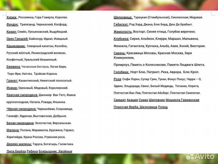 Саженцы Винограда Изюминка